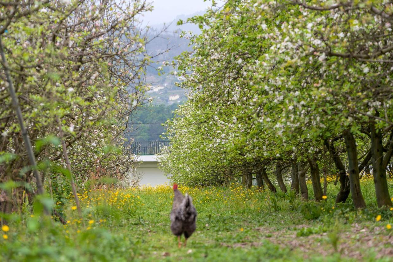 Chale Da Quinta "Lavoura Da Bouca - Fruta Bio" Pensionat Celorico De Basto Eksteriør billede